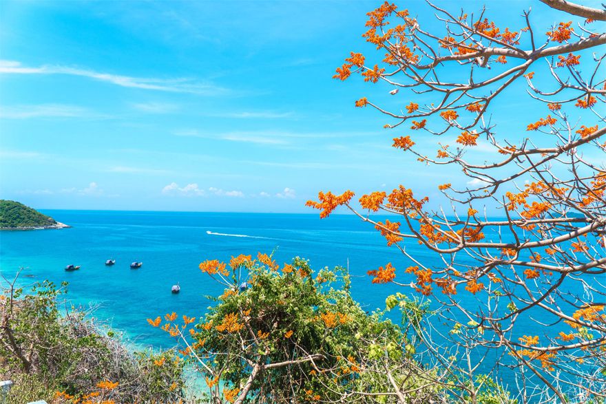 Hoa ngô đồng đặc trưng của Cù Lao Chàm
